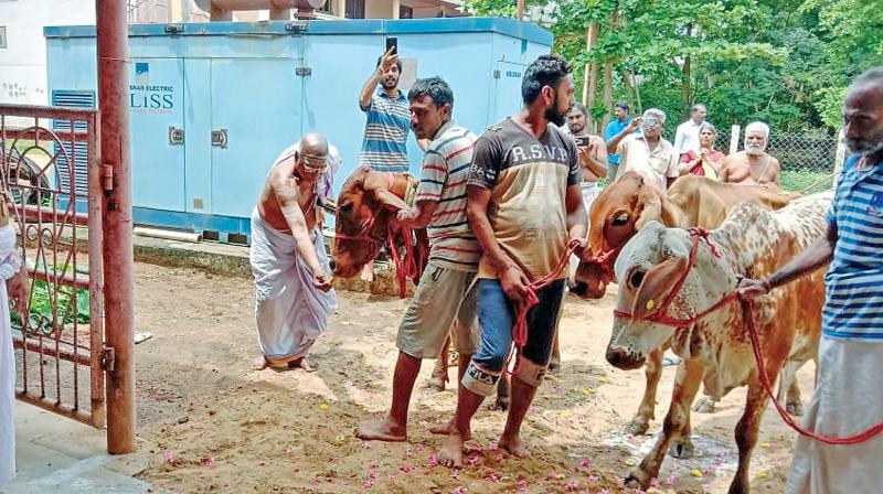 Devotees welcome the cows with religious fervour and offer worship. (Photo: DC) Devotees welcome the cows with religious fervour and offer worship. (Photo: DC)