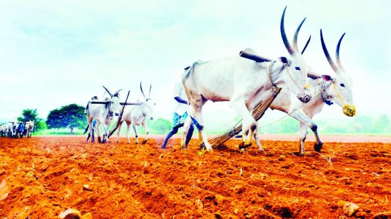 As per data available with the agriculture department, the state has nearly 55 lakh farmers As per data available with the agriculture department, the state has nearly 55 lakh farmers