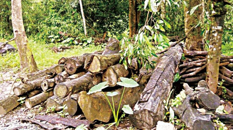 Trees chopped for Yettinahole project work near Sakleshpur in Hassan district Trees chopped for Yettinahole project work near Sakleshpur in Hassan district