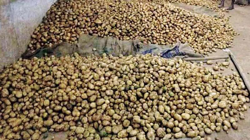 Ooty potatoes arrive for auction at NCMS auction centre in Mettupalayam. (Photo:DC) Ooty potatoes arrive for auction at NCMS auction centre in Mettupalayam. (Photo:DC)
