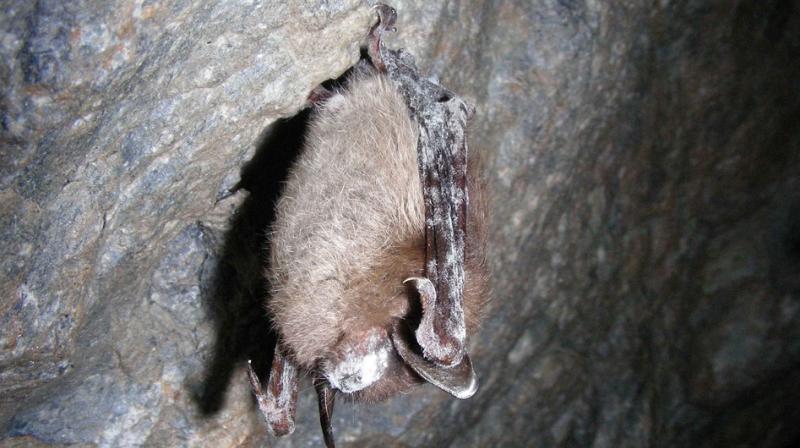 The bats may have an ability to recognize when the fungus reaches dangerous levels on their skin, allowing them to mount an immune response. The bats may have an ability to recognize when the fungus reaches dangerous levels on their skin, allowing them to mount an immune response.