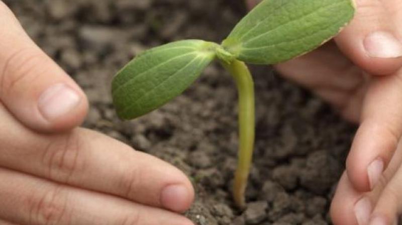 Bengaluru’s tree doctor Vijay Nishanth alerted the Bruhat Bengaluru Mahanagara Palike, which was unaware and had taken no action. (Representational image) Bengaluru’s tree doctor Vijay Nishanth alerted the Bruhat Bengaluru Mahanagara Palike, which was unaware and had taken no action. (Representational image)