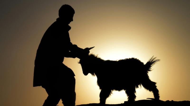 The abundance of these two bacteria were increased twofold when there was a pet in the house (Photo: AFP) The abundance of these two bacteria were increased twofold when there was a pet in the house (Photo: AFP)