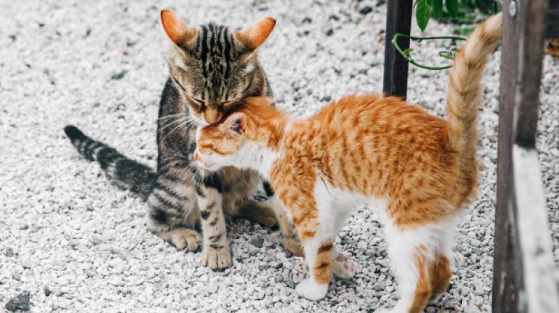 Two cats in New York are first pets in US to test positive for COVID19. (Photo- FreePix)