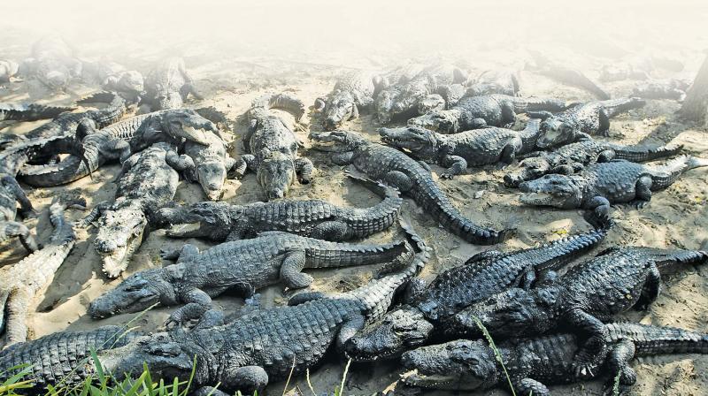 The rescue and release of crocodiles is being done by the district forest department in coordination with Wildlife SOS and Gujarat Society for Prevention of Cruelty to Animals (GSPCA). (Photo: File) The rescue and release of crocodiles is being done by the district forest department in coordination with Wildlife SOS and Gujarat Society for Prevention of Cruelty to Animals (GSPCA). (Photo: File)