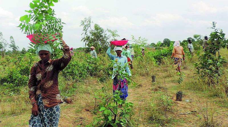 Forest labouers planting saplings in the forest land at Sarasala. Forest labouers planting saplings in the forest land at Sarasala.