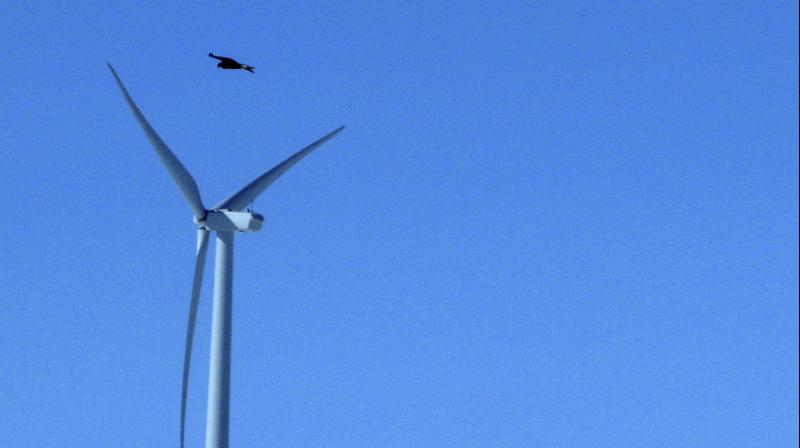 Under the new rule, wind companies and other power providers will not face a penalty if they kill or injure up to 4,200 bald eagles, nearly four times the current limit. (Photo: AP) Under the new rule, wind companies and other power providers will not face a penalty if they kill or injure up to 4,200 bald eagles, nearly four times the current limit. (Photo: AP)