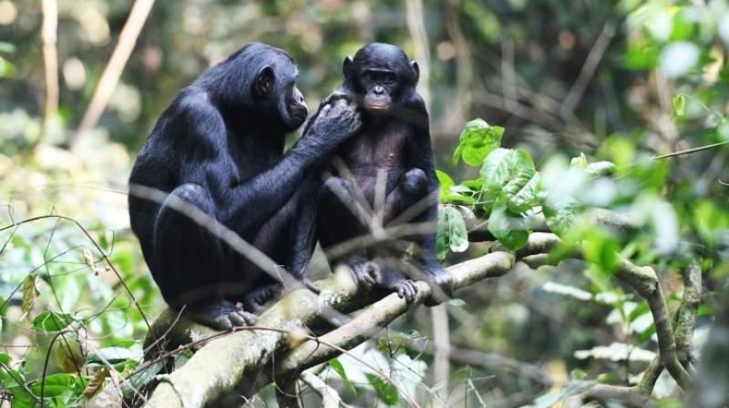 The bonobo moms act a bit like social passports. (Photo: AFP) The bonobo moms act a bit like social passports. (Photo: AFP)
