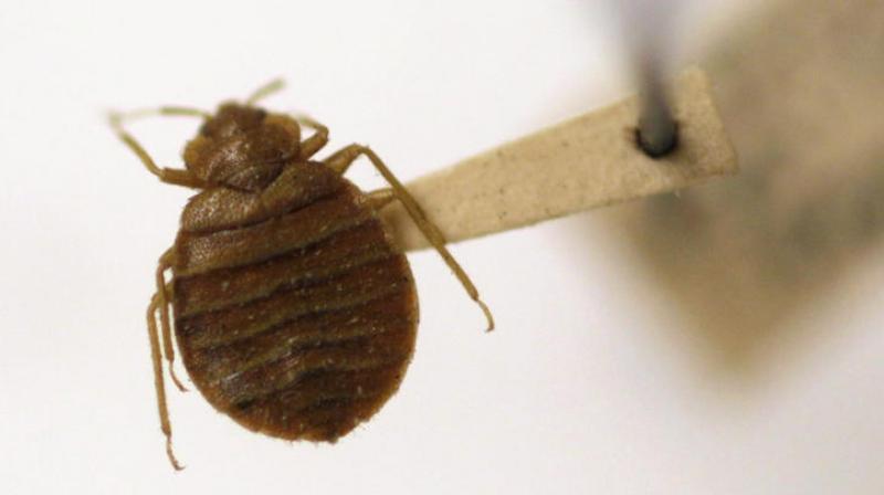 Researchers say that leaving worn clothes exposed in sleeping areas when travelling may lead to bed bug infestation. (Photo: AP) Researchers say that leaving worn clothes exposed in sleeping areas when travelling may lead to bed bug infestation. (Photo: AP)