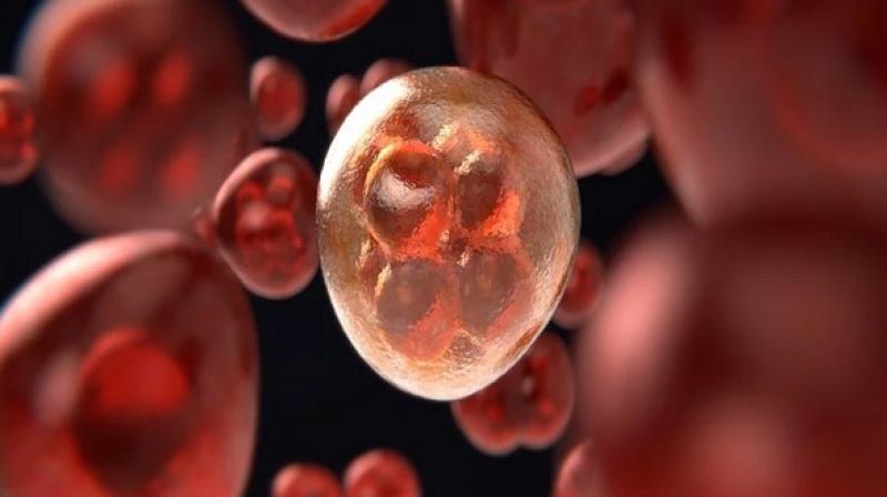 The transcriptome holds important information about the condition of cells. (Photo: ANI) The transcriptome holds important information about the condition of cells. (Photo: ANI)