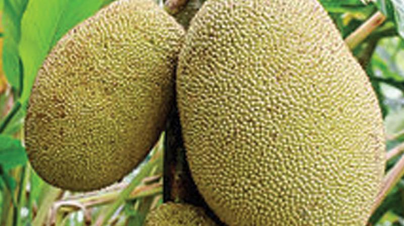 A detailed analysis of Kerala's 'food balance sheet' revealed that jackfruit and a host of traditional vegetables and tubers did the trick; they detoxified poisoned bodies. A detailed analysis of Kerala's 'food balance sheet' revealed that jackfruit and a host of traditional vegetables and tubers did the trick; they detoxified poisoned bodies.