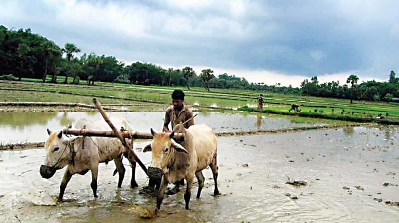 Nearly 60% of the crops in our country are completely dependent upon rainfall. Nearly 60% of the crops in our country are completely dependent upon rainfall.