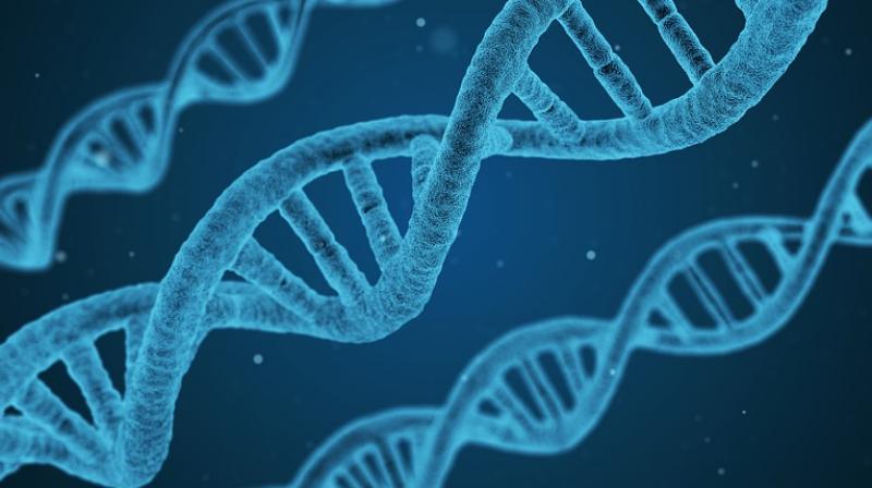 The current name, C6orf106, reflects the gene's location within the human genome, rather than relating to any particular function. (Photo: Pixabay) The current name, C6orf106, reflects the gene's location within the human genome, rather than relating to any particular function. (Photo: Pixabay)