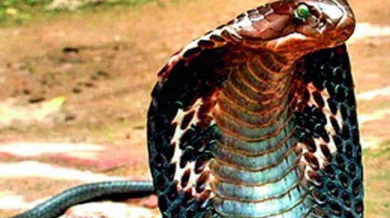 In a fresh such case, a dog fought against a cobra to guard lives of its owner’s family members in Bhubaneswar. (Representional Image) In a fresh such case, a dog fought against a cobra to guard lives of its owner’s family members in Bhubaneswar. (Representional Image)