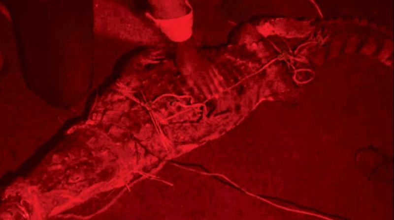 Meanwhile, on Saturday night, two youngsters found a marsh crocodile on Nedungundram and the other residents were also informed. Meanwhile, on Saturday night, two youngsters found a marsh crocodile on Nedungundram and the other residents were also informed.