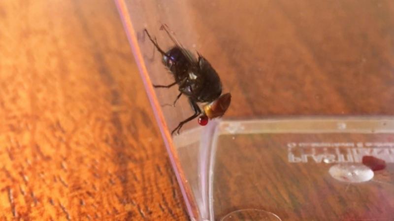 While sweating and panting is an effective cooling method for mammals and birds, body surface evaporation is tougher for insects. (Photo: AFP) While sweating and panting is an effective cooling method for mammals and birds, body surface evaporation is tougher for insects. (Photo: AFP)