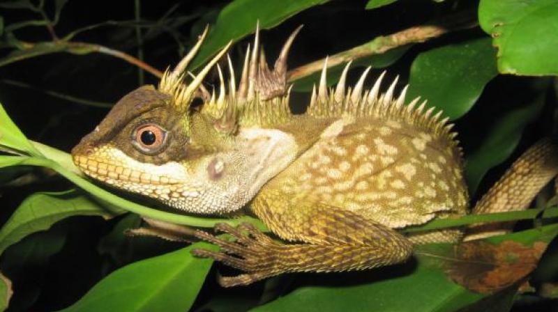Each year scientists announce scores of new species discovered in the region, which includes Thailand, Myanmar, Cambodia, Laos and Vietnam. (Photo: AFP) Each year scientists announce scores of new species discovered in the region, which includes Thailand, Myanmar, Cambodia, Laos and Vietnam. (Photo: AFP)