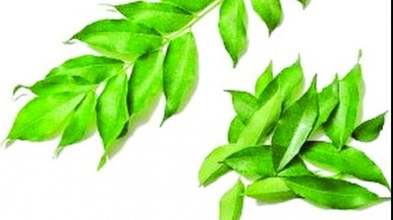 22 commonly used pesticides found in the curry leaf samples apart from residues of some rarely used pesticides as well. 22 commonly used pesticides found in the curry leaf samples apart from residues of some rarely used pesticides as well.