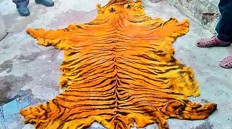 Tiger’s skin that was seized by the officials. Tiger’s skin that was seized by the officials.