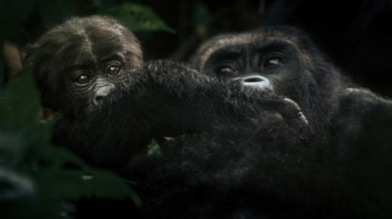 Bonane is an eastern lowland gorilla, a survivor in a critically endangered species reduced to about 250 members in DR Congo. (Photo: AFP) Bonane is an eastern lowland gorilla, a survivor in a critically endangered species reduced to about 250 members in DR Congo. (Photo: AFP)