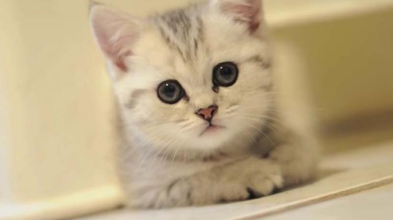 The woman bought the five-month-old male British Shorthair from a pet store for £305. (Photo: YouTube/ Representational Image) The woman bought the five-month-old male British Shorthair from a pet store for £305. (Photo: YouTube/ Representational Image)