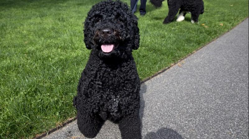 The girl, who was not identified, was bitten in the face on Monday when she went to pet the 4-year-old Portuguese Water Dog, TMZ.com reported. The girl, who was not identified, was bitten in the face on Monday when she went to pet the 4-year-old Portuguese Water Dog, TMZ.com reported.
