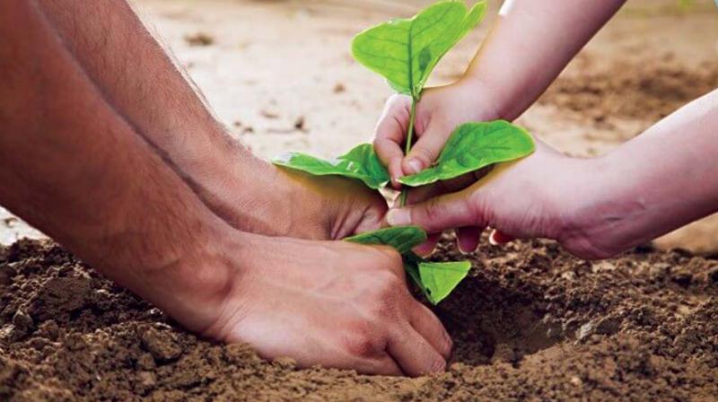 BBMP claimed the Green App had slowed down following the end of the monsoon. (Photo: Dc) BBMP claimed the Green App had slowed down following the end of the monsoon. (Photo: Dc)