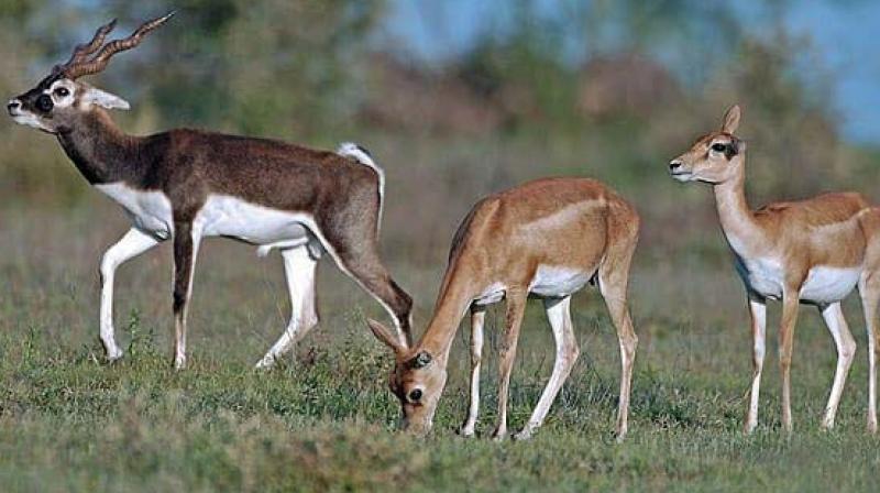 Blackbucks in Ranibennur sanctuary Blackbucks in Ranibennur sanctuary