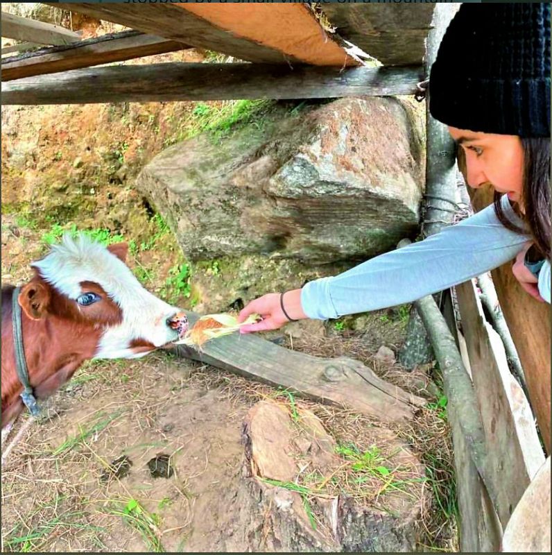 Anuskha feeding a four-month old calf