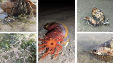 singapore intertidal walk @ changi beach