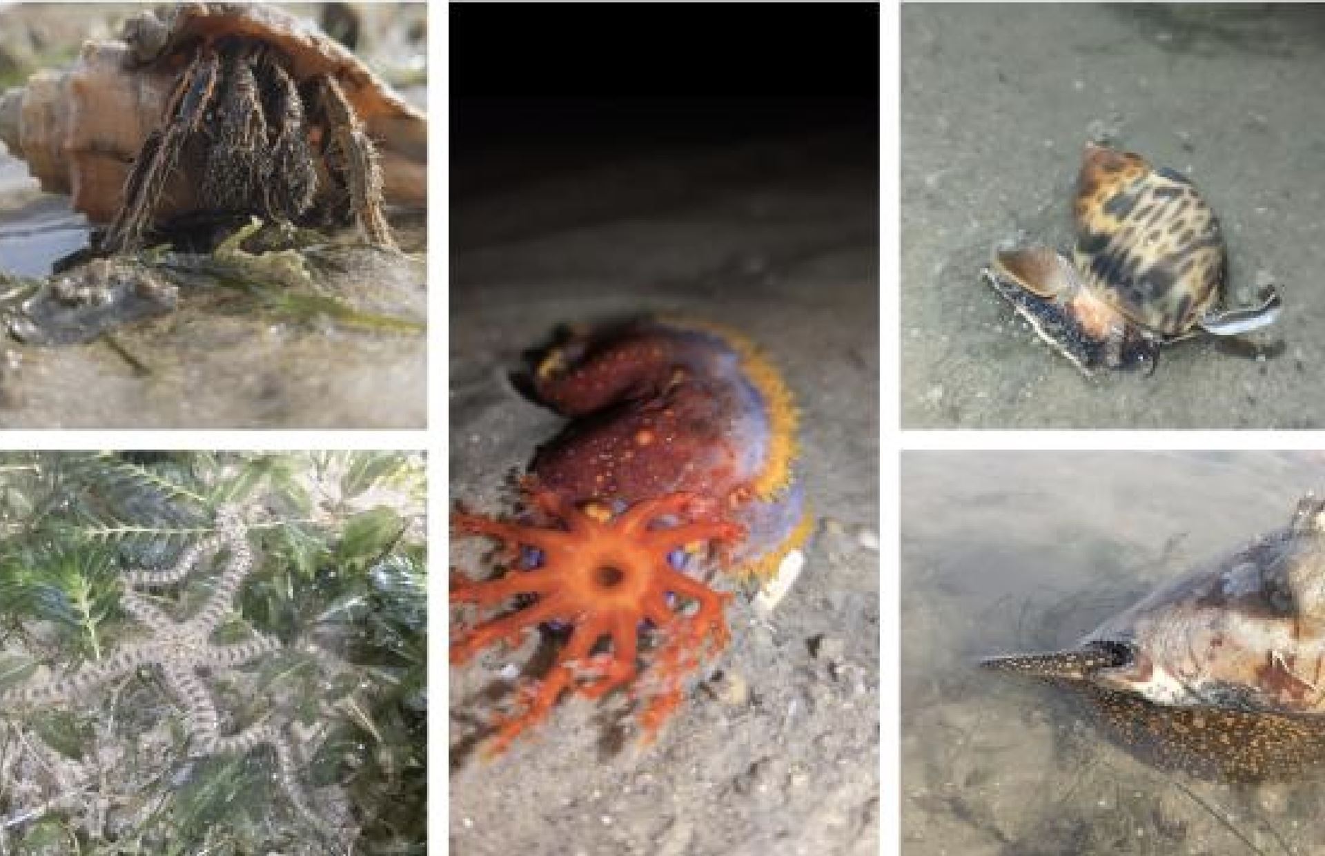 Intertidal Walk Changi Beach All About Events Intertidal Walk Changi Beach All About Events