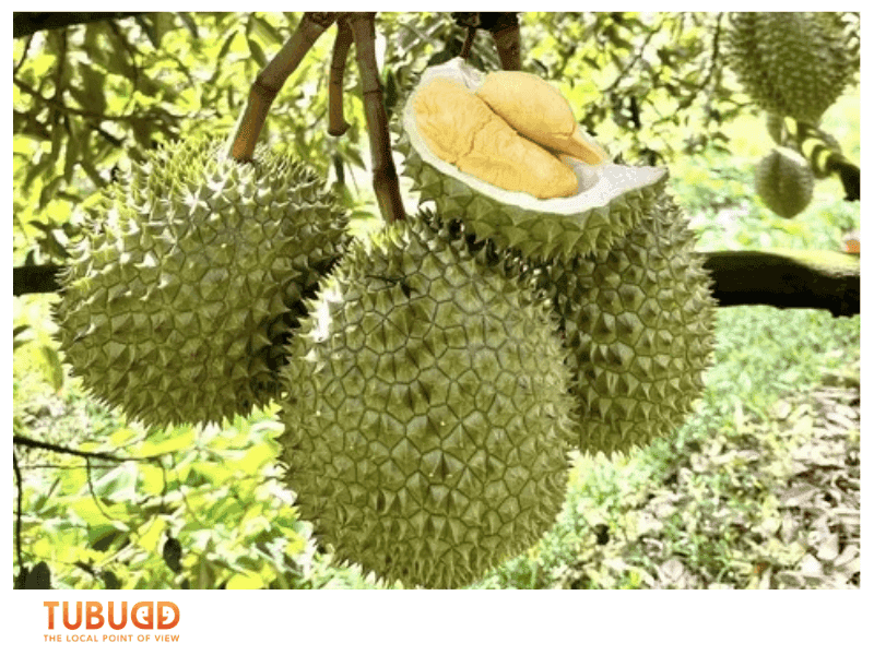 Common Durian Varieties in Vietnam