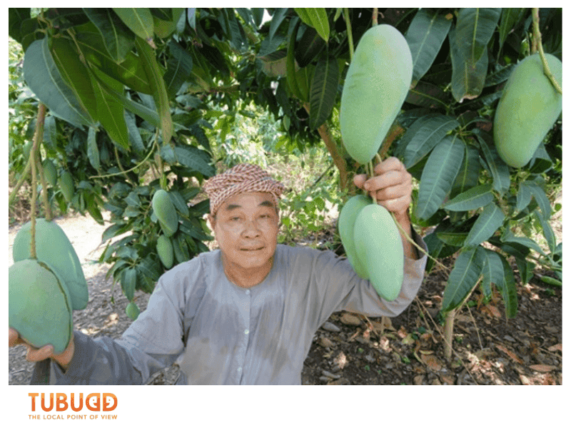 When Is Mango Season in Vietnam