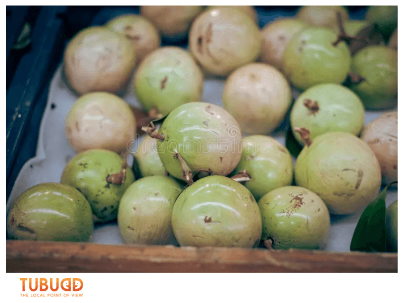 When and Where to Find Milk Fruit in Vietnam