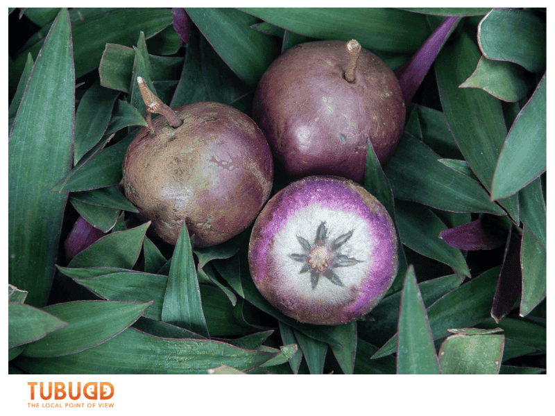 What Is Milk Fruit and Why Is It Called That?