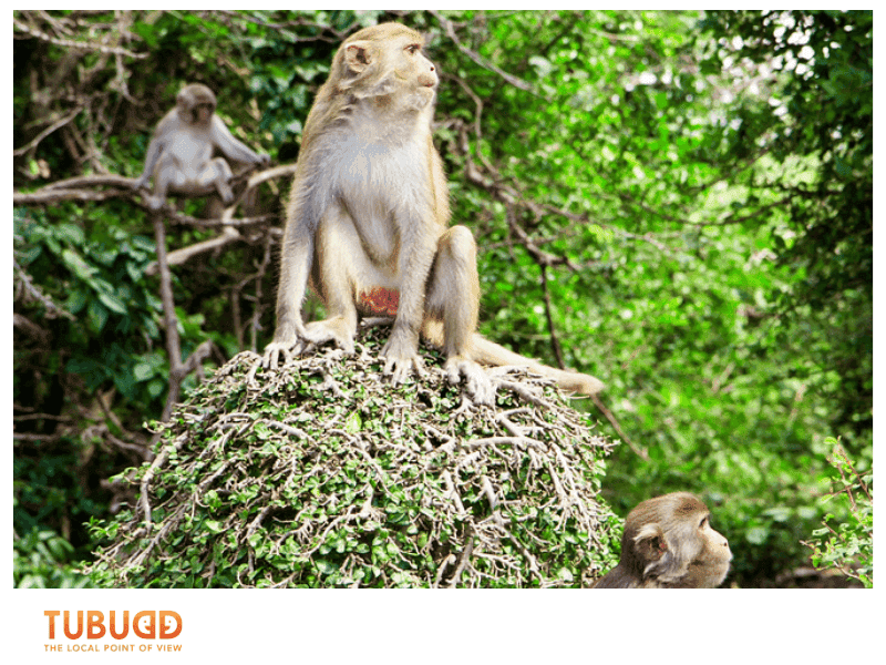 The Untamed Allure of Nha Trang Monkey Island
