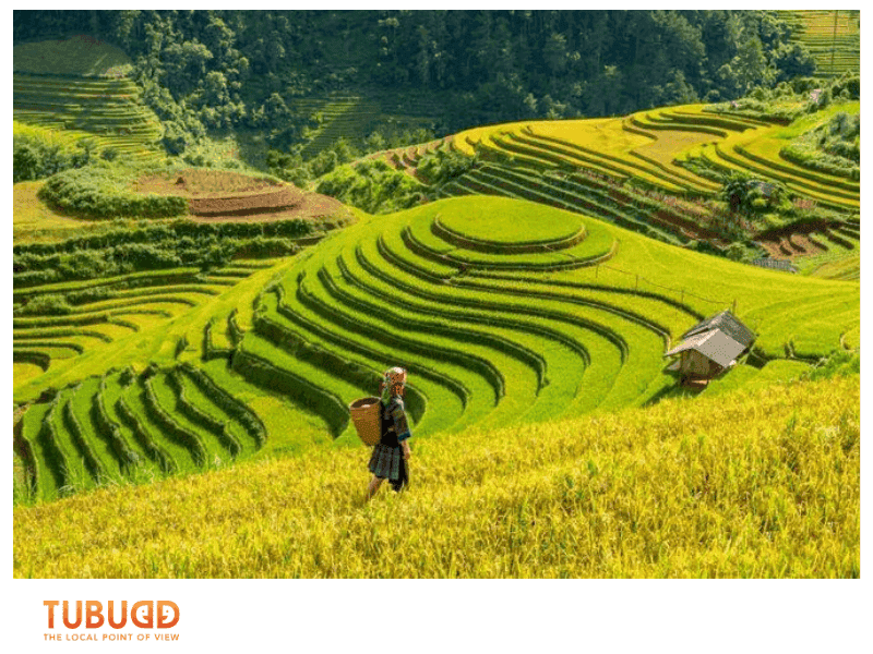 May – June: Green Rice Fields and Early Summer Vibes