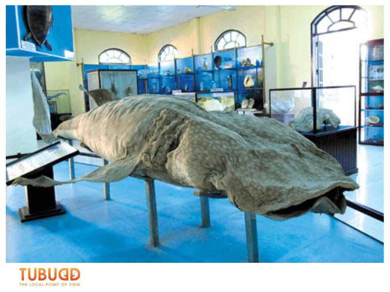 What Is the Oceanographic Museum and Why It Matters