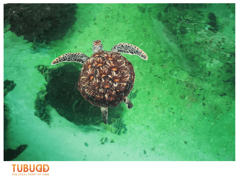 When Is the Best Time to Visit the Oceanographic Museum