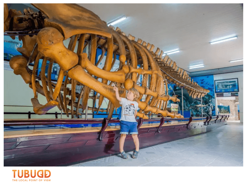 What You Will See Inside the Oceanographic Museum