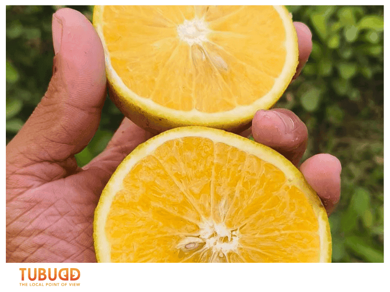 Why Orange Fruit Is More Interesting Than You Think