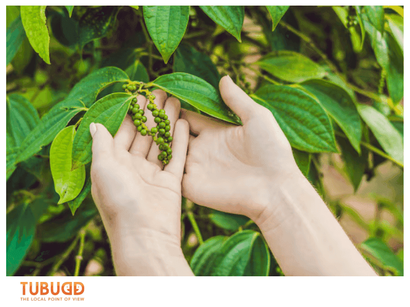What is Pepper Farm Phu Quoc