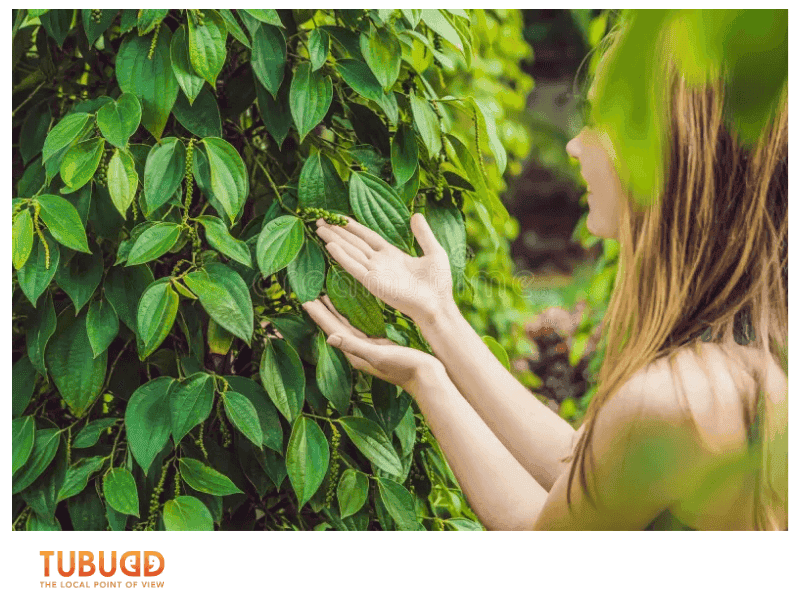 Experiences Await at Phu Quoc Pepper Farms