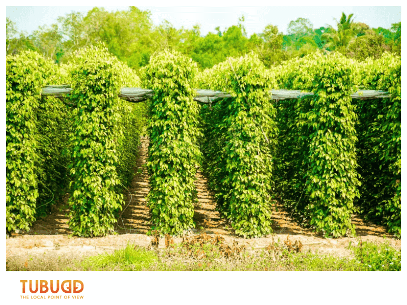 Getting to Pepper Farms in Phu Quoc