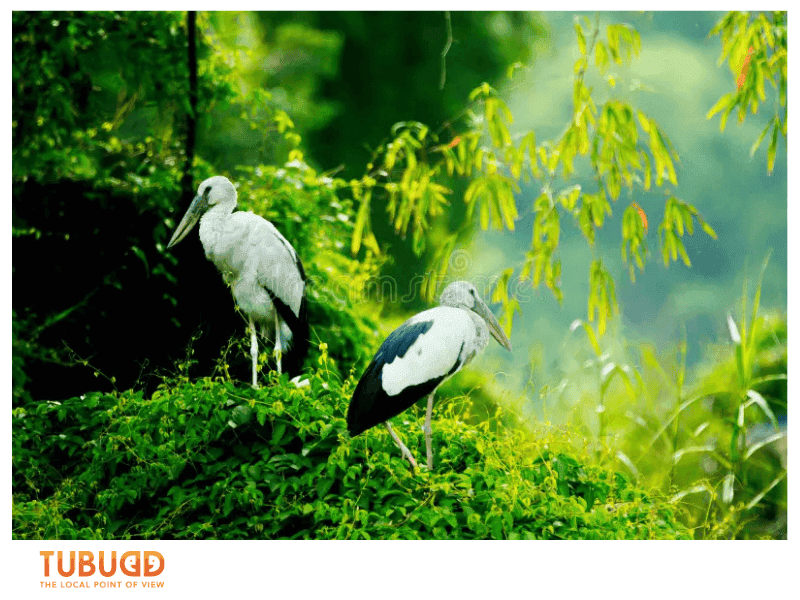 Highlights You Should Not Miss at Thung Nham Bird Park