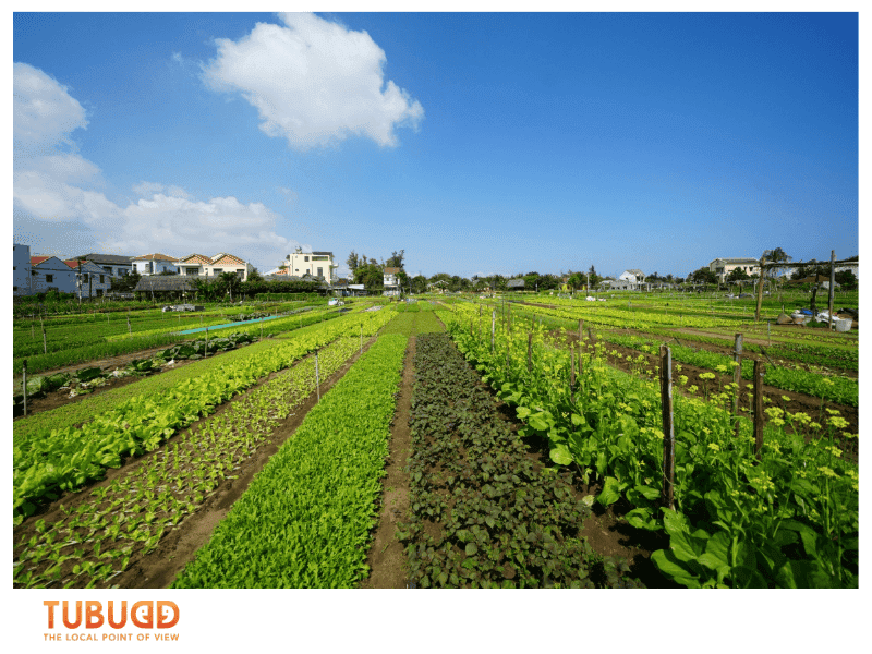 Where Is Tra Que Herb Garden and What Makes It Special