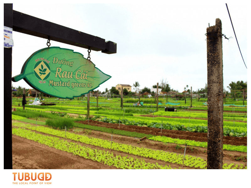 Why Tra Que Herb Garden Is Perfect for Slow Travel Lovers