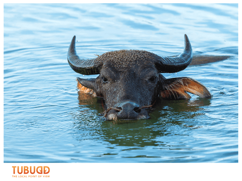 Identifying Vietnam’s National Animal