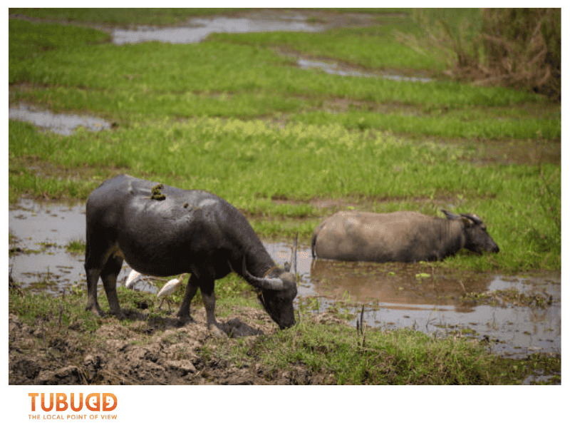 Cultural and Historical Significance