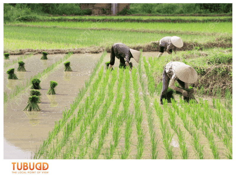 Why Vietnam Rice Fields Change So Much Throughout the Year
